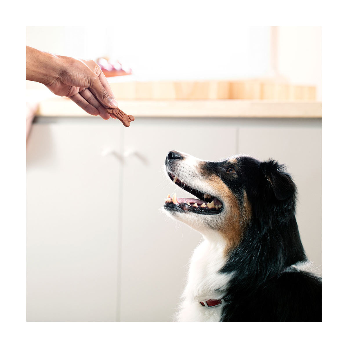 Milk-Bone Soft & Chewy Chicken Recipe Dog Treats, 2.7 oz
